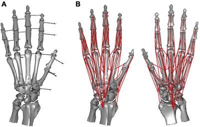 Musculoskeletal Modeling and Inverse Dynamic Analysis of Precision Grip in the Japanese Macaque